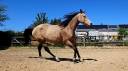 Mare AQPS For sale 2022 Buckskin