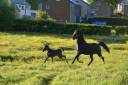 Mare Arabian Thoroughbred For sale 2016 Black