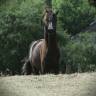 Filly Arabian Thoroughbred For sale 2025 Black