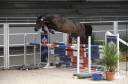Gelding Selle Fran&ccedil;ais For sale 2015 Bay