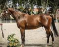 Gelding Selle Fran&ccedil;ais For sale 2021 Bay