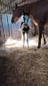 Filly Zangersheide For sale 2026 Coloured