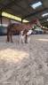 Filly Zangersheide For sale 2026 Coloured