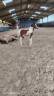 Filly Zangersheide For sale 2026 Coloured