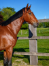 Gelding Oldenburg For sale 2024 Bay