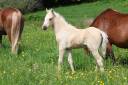 Colt Welsh Pony (Section B) For sale 2026 Palomino
