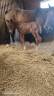 Colt Selle Fran&ccedil;ais For sale 2026 Liver chestnut