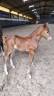 Colt Selle Fran&ccedil;ais For sale 2026 Liver chestnut