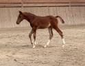 Colt Selle Fran&ccedil;ais For sale 2026 Liver chestnut
