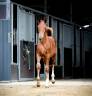 Colt Selle Fran&ccedil;ais For sale 2026 Liver chestnut
