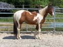 Gelding Paint For sale 2023 Coloured