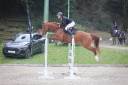 Gelding Selle Fran&ccedil;ais For sale 2020 Chesnut