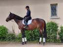 Mare Thoroughbred For sale 2021 Dark Bay