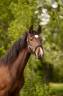 Filly sBs Belgian Warmblood For sale 2025 Dark Bay