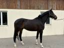 Gelding Other Horse Breed For sale 2020 Black