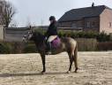 Mare KWPN Dutch Warmblood For sale 2021 Grey