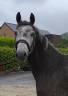 Mare KWPN Dutch Warmblood For sale 2021 Grey