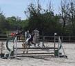 Mare Connemara For sale 2021 Grey
