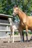 Mare Origin Recorded For sale 2021 Buckskin