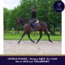 Gelding AQPS For sale 2021 Dark Bay