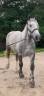 Gelding Percheron For sale 2022 Grey