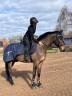 Gelding KWPN Dutch Warmblood For sale 2020 Dark Bay