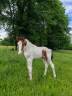 Filly Zangersheide For sale 2026 Coloured
