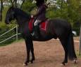 Gelding No Origin Recorded For sale 2016 Black
