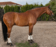 Gelding Lusitano For sale 2019 Bay