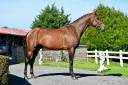 Entire KWPN Dutch Warmblood For sale 2021 Bay