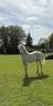 Filly Welsh Pony (Section D), Welsh Cob For sale 2025 Cream