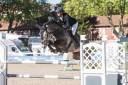 Gelding Selle Fran&ccedil;ais For sale 2019 Grey