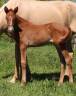 Filly Selle Fran&ccedil;ais For sale 2026 Chesnut