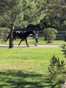 Groom, Rider - Permanent contract Contract - Loire France