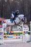 Colt sBs Belgian Warmblood For sale 2025 Dark Bay