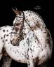 Colt sBs Belgian Warmblood For sale 2025 Dark Bay