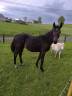 Colt sBs Belgian Warmblood For sale 2025 Dark Bay