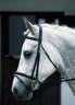 Horse Riding Ties|Horse Riding Stocks|Brendon Saddlery