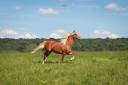 Gelding French Saddle Pony For sale 2023 Palomino