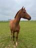 Gelding Arabian Half Blood For sale 2019 Chesnut