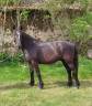 Gelding Connemara For sale 2022 Black