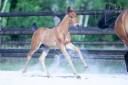 Colt PRE Pure Spanish Bred For sale 2026 Bay