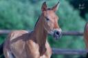 Colt PRE Pure Spanish Bred For sale 2026 Bay