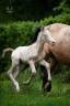 Colt PRE Pure Spanish Bred For sale 2026 Perlino
