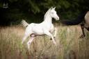 Colt PRE Pure Spanish Bred For sale 2026 Perlino