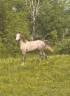 Gelding Arabian For sale 2025 Grey