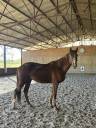 Gelding Selle Fran&ccedil;ais For sale 2023 Chesnut