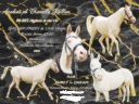 Arabian pb Cremello 96.88% Stallion at Stud U.K
