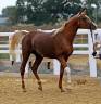 Arabian (pb) Stallion U.K
