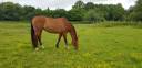 Mare KWPN Dutch Warmblood For sale 2010 Bay